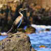 Photo gratuite un bel oiseau assis sur une pierre au bord de la mer