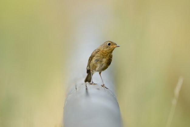 Bel oiseau assis sur une pipe parmi l'herbe verte