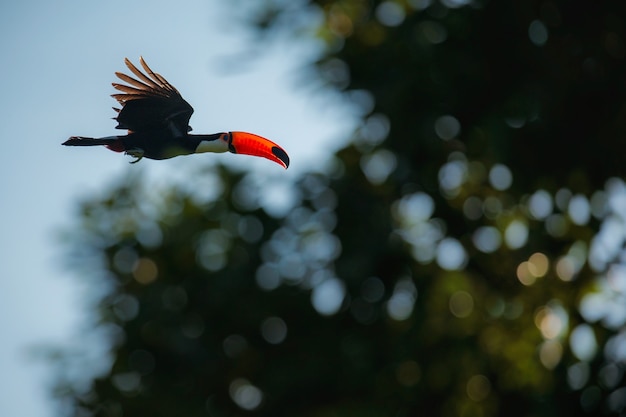 Photo gratuite bel oiseau coloré dans le bel habitat naturel