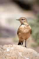 Photo gratuite bel oiseau rossignol commun sur le rocher