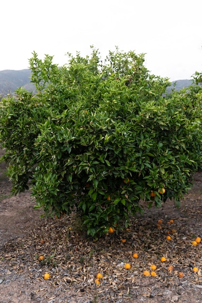 Bel oranger aux fruits mûrs