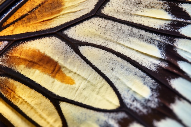 Une belle aile de papillon en gros plan