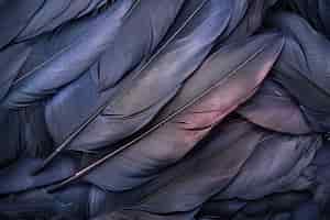 Photo gratuite une belle arrangement de plumes