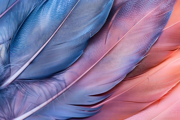 Photo gratuite une belle arrangement de plumes