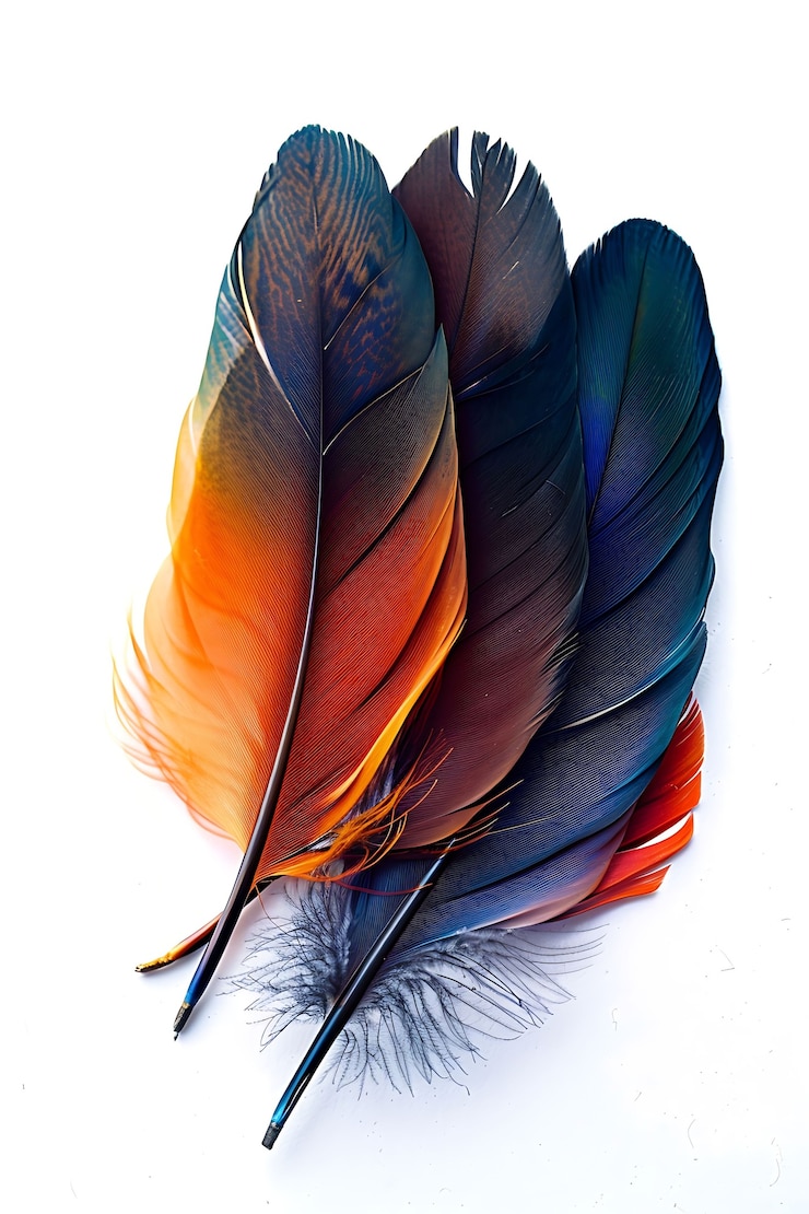 Photo gratuit une belle arrangement de plumes