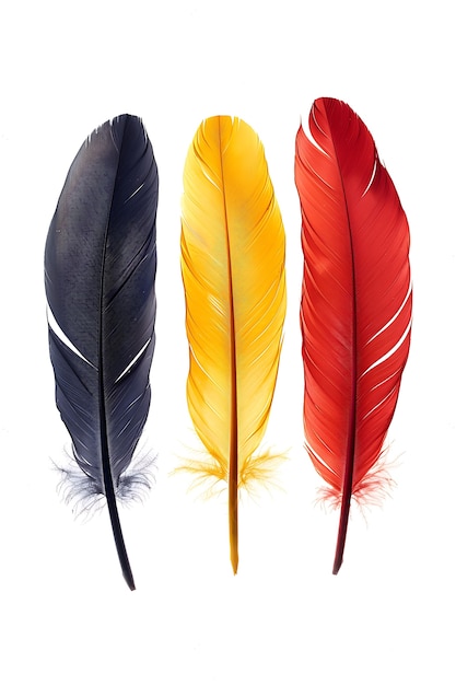 Photo gratuite une belle arrangement de plumes