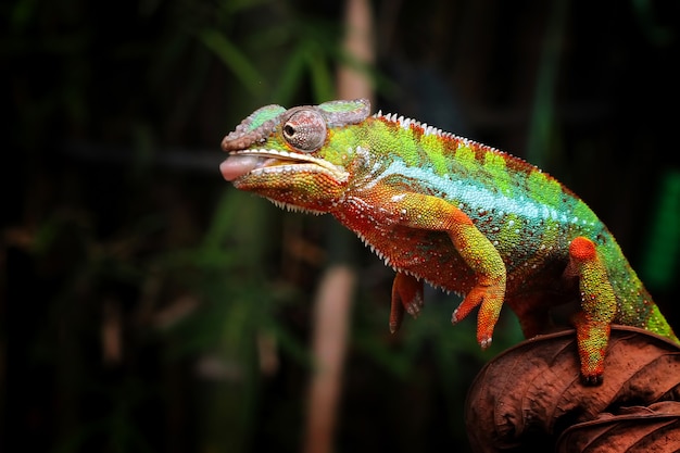 Belle de caméléon panthère caméléon panthère sur branche caméléon panthère tirer sur la cible