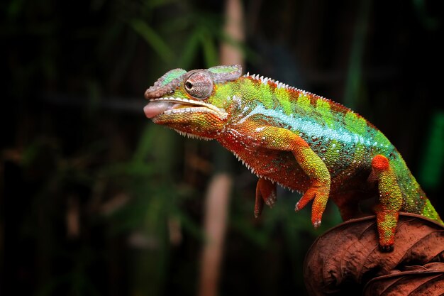 Belle de caméléon panthère caméléon panthère sur branche caméléon panthère tirer sur la cible