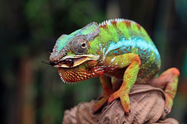 Belle de caméléon panthère caméléon panthère sur branche