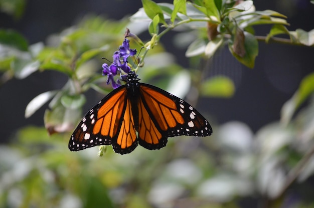 Photo gratuite belle coloration de ce papillon vice-roi dans la nature