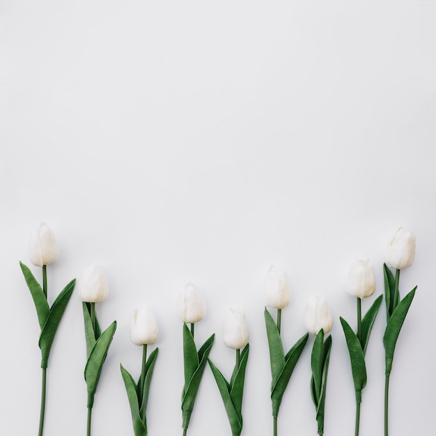 Photo gratuite belle composition avec de belles tulipes sur fond blanc avec un espace sur le dessus
