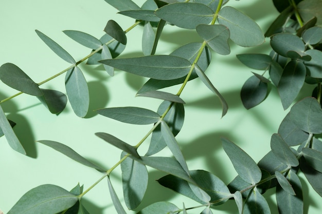 Belle composition d'eucalyptus