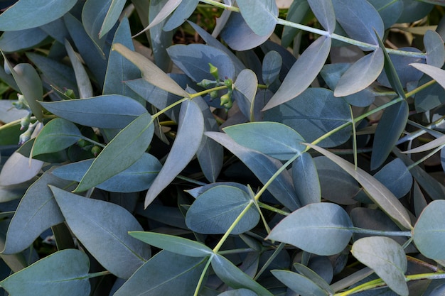 Belle composition d'eucalyptus