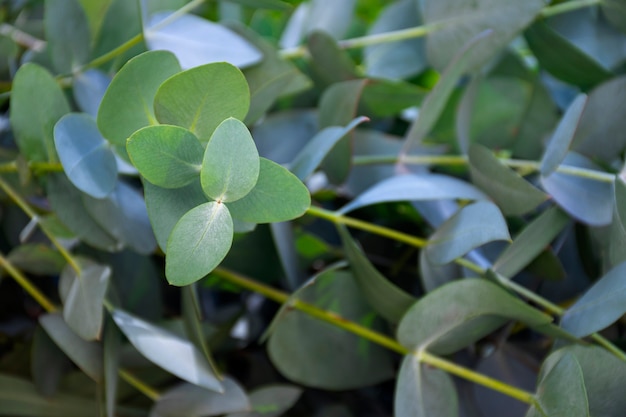 Photo gratuite belle composition d'eucalyptus