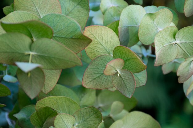 Belle composition d'eucalyptus