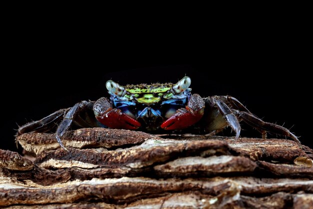 Belle couleur crabe des marais griffe rouge perisesarma eumolpe crabe des marais griffe rouge gros plan sur fond noir