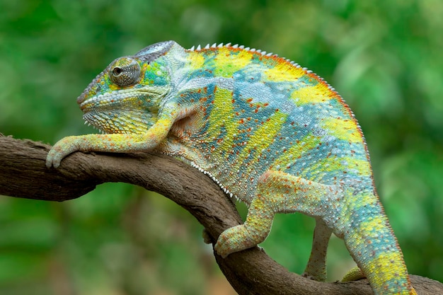 Photo gratuite belle couleur de panthère caméléon jaune