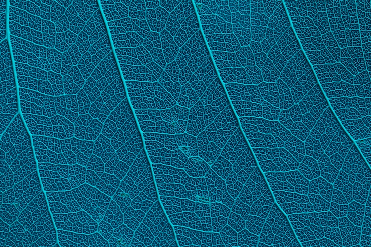 Photo gratuit belle et détaillée macro feuille