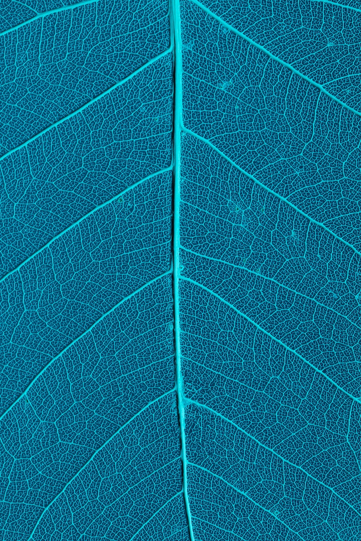 Photo gratuit belle et détaillée macro feuille