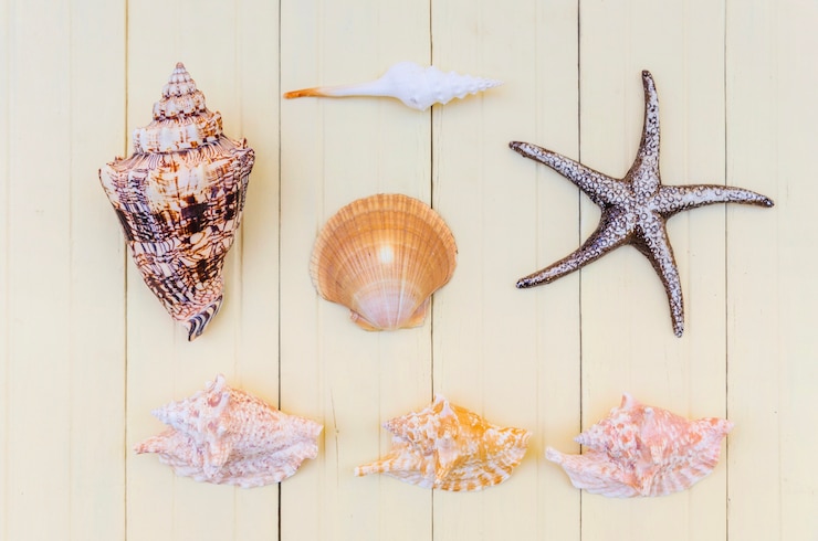 Photo gratuit belle disposition des coquillages