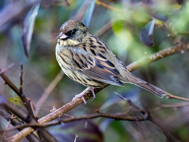 Photo gratuite belle face noire bunting reposant sur une branche capturée dans la forêt d'izumi, yamato, japon