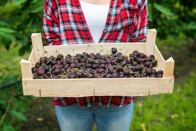 Belle femme agriculteur tenant caisse pleine de cerises dans un verger vert