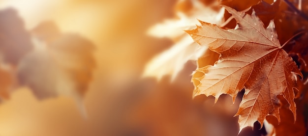 Belle feuille d&#39;automne sur l&#39;automne Fond rouge Ensoleillé Lumière du jour Tonification horizontale