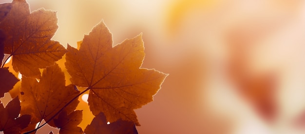 Belle feuille d&#39;automne sur l&#39;automne Fond rouge Ensoleillé Lumière du jour Tonification horizontale