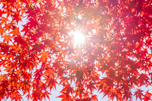 Photo gratuite belle feuille d'érable rouge et vert sur l'arbre