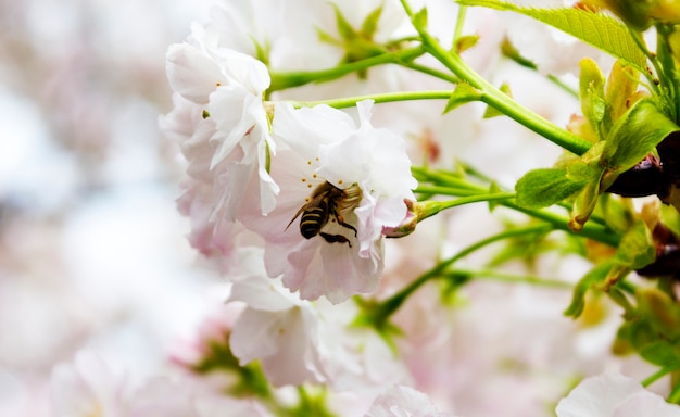 Photo gratuite belle fleur abeille widlife style de vie naturel