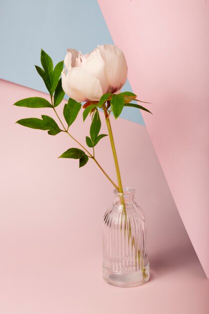 Belle fleur à angle élevé dans un vase