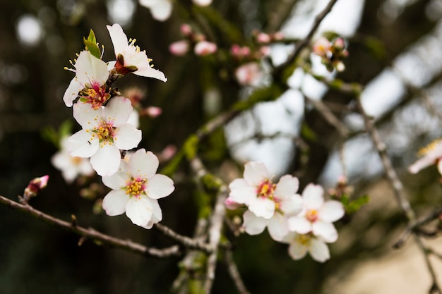 Photo gratuite belle fleur blanche à l'extérieur