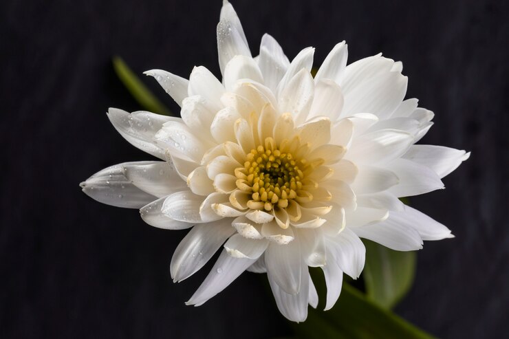 Photo gratuit une belle fleur blanche macro