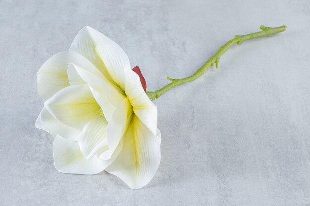 Belle fleur blanche parfumée, sur le tableau blanc.