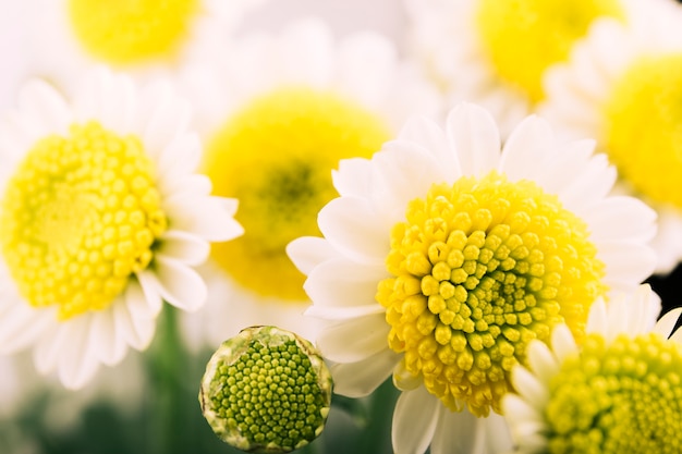 Belle fleur de camomille et bourgeon qui fleurit dans le jardin