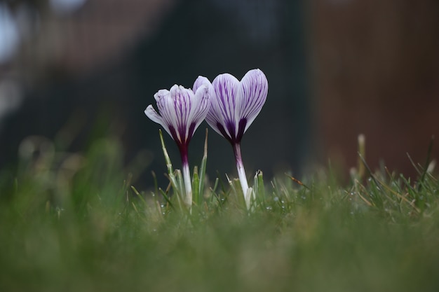 Belle fleur de crocus de printemps à pétales violets
