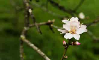 Photo gratuite belle fleur épanouie dans un arbre