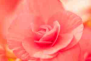 Photo gratuite belle fleur fraîche rose
