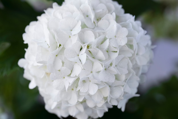 Belle fleur d'hortensia se bouchent