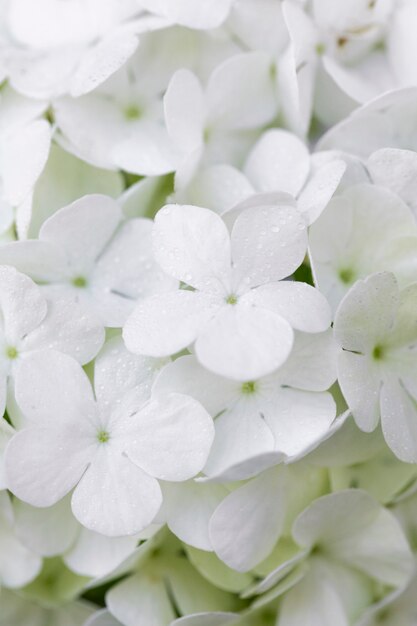 Belle fleur d'hortensia se bouchent