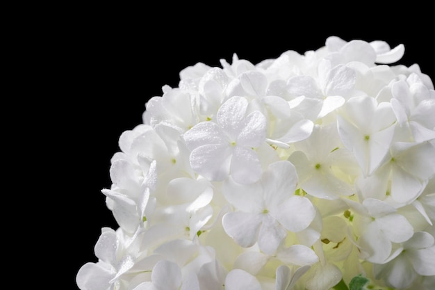 Photo gratuite belle fleur d'hortensia se bouchent