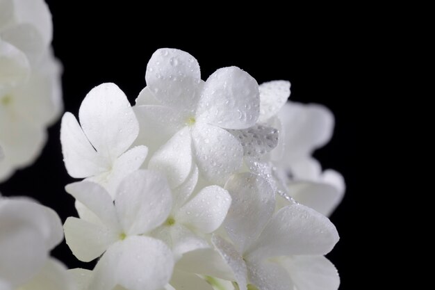 Belle fleur d'hortensia se bouchent