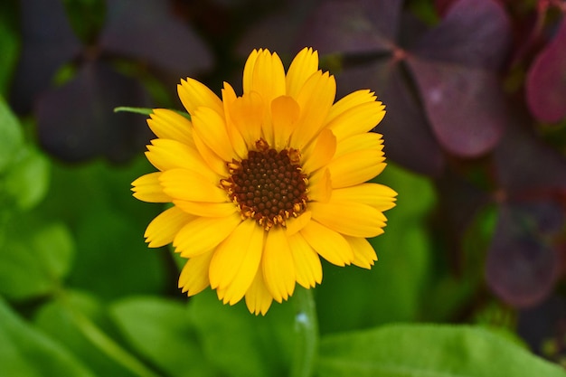 Belle fleur jaune sur fond vert macro de haute qualité