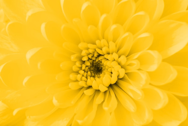 Photo gratuite belle fleur jaune gros plan