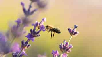 Photo gratuite belle fleur de lavande avec angle élevé d'abeille