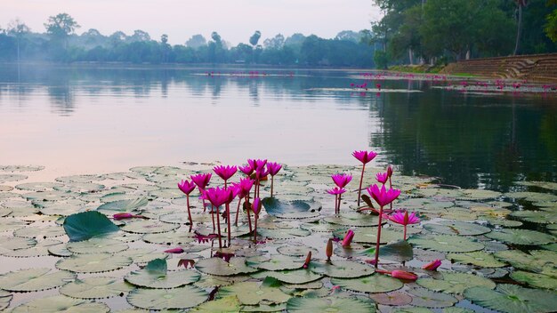 Étang De Lotus, Vert | Photo Gratuite