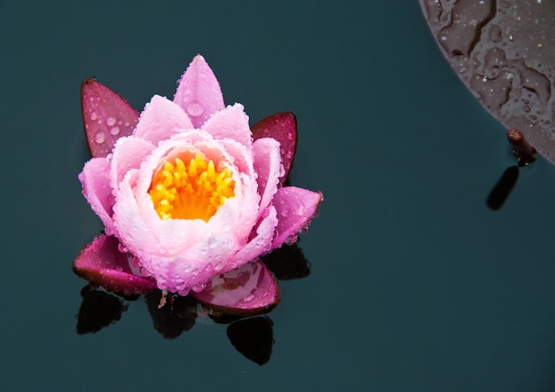 Photo gratuite belle fleur de lys rose dans l'eau