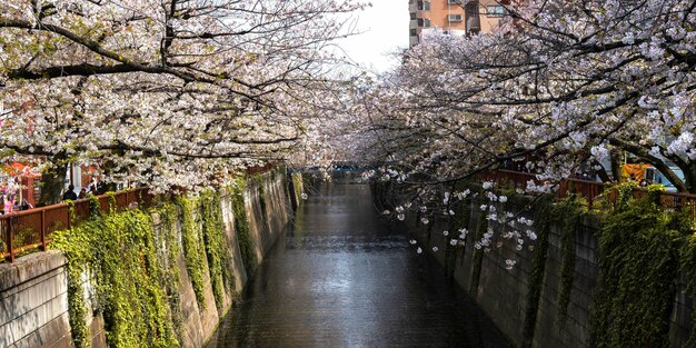 Belle fleur de pêcher au Japon