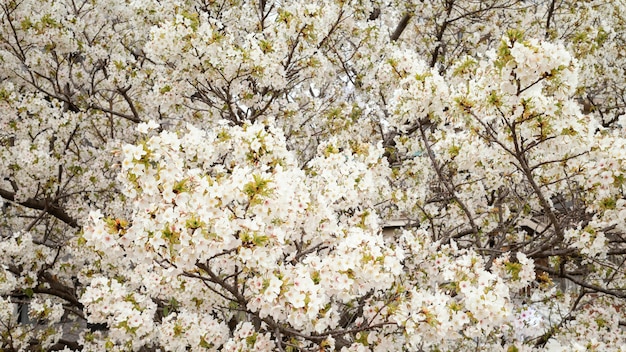 Belle fleur de pêcher blanc