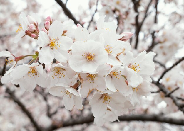 Belle fleur de pêcher blanc